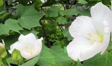 ナゾと推論19　酔芙蓉が切られた理由