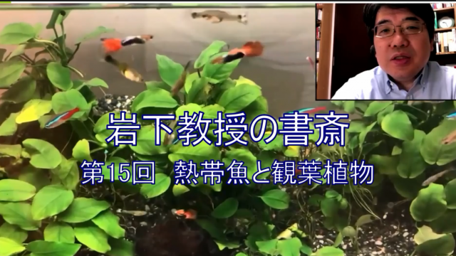 岩下教授の書斎シリーズ第15回「熱帯魚と観葉植物」