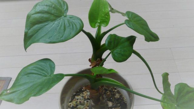 ナゾと推論31　観葉植物の葉の生え方