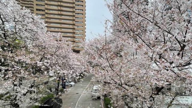 桜の坂道