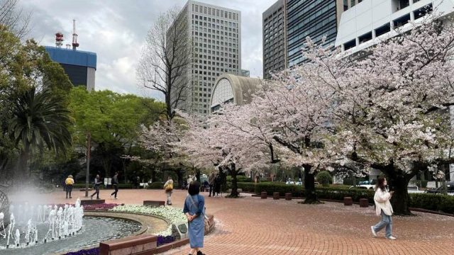 日比谷公園の桜