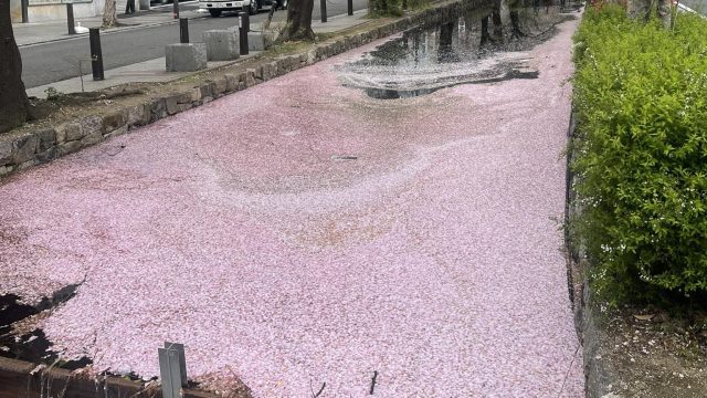 桜の絨毯